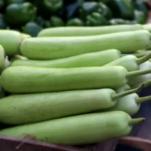 Bottle gourd